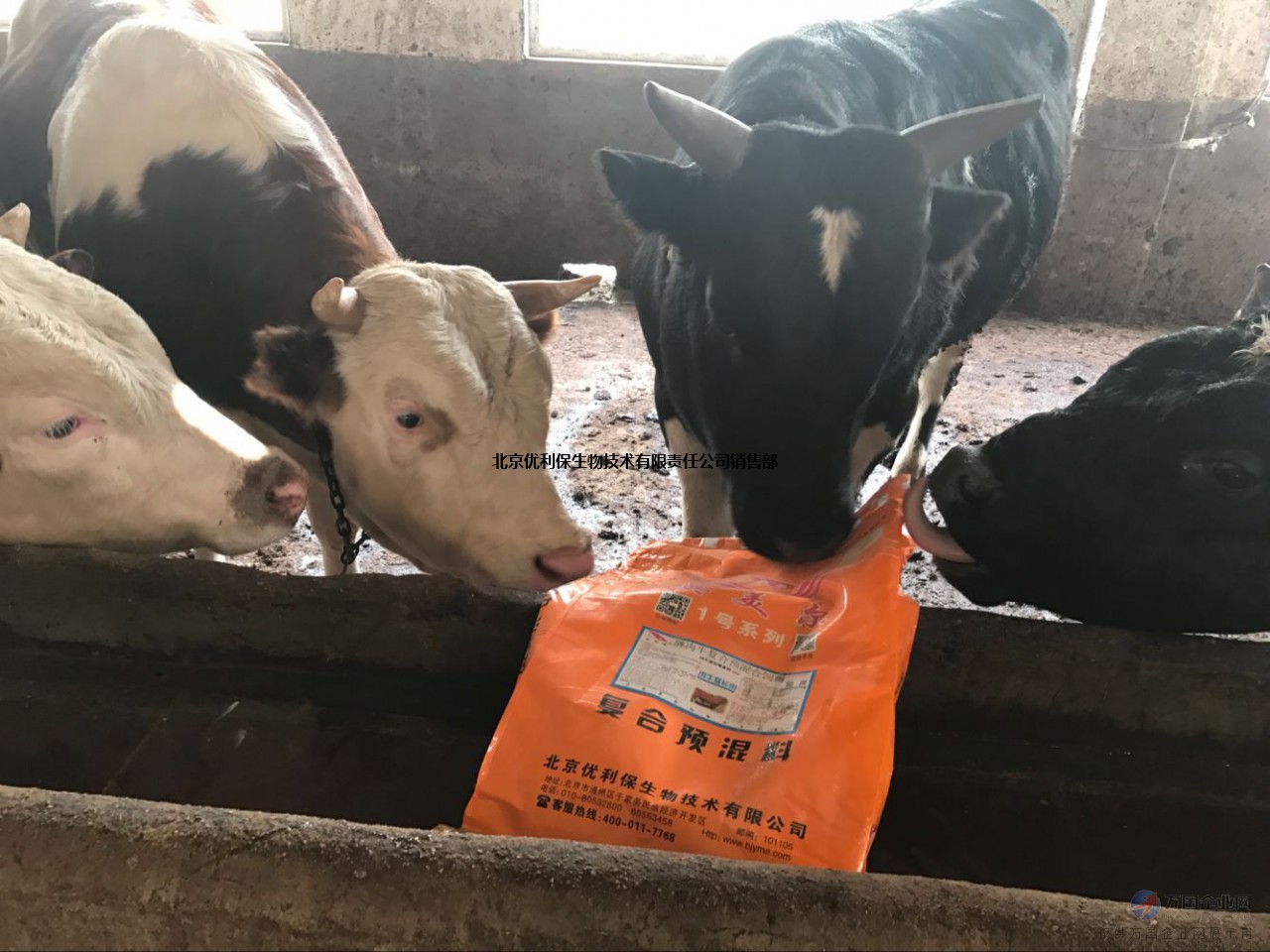1、肉牛飼料配方